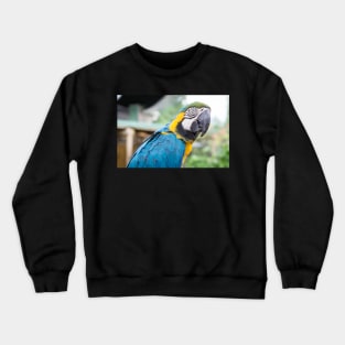 Captivating Color: The Inquisitive Macaw Crewneck Sweatshirt